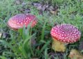 How and what are the advantages of using the Magic Mushroom Grow Kit?