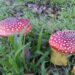 How and what are the advantages of using the Magic Mushroom Grow Kit?