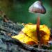 How Can You Buy Shrooms Of Different Types Online?