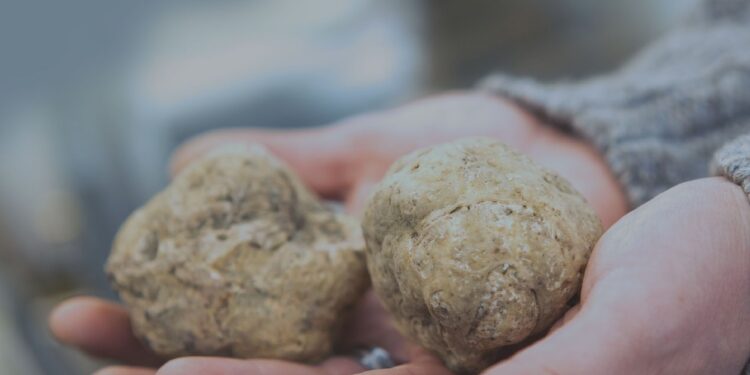 Are you looking for buying online truffles