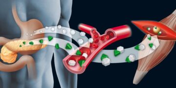 What Hormones Do for the Body