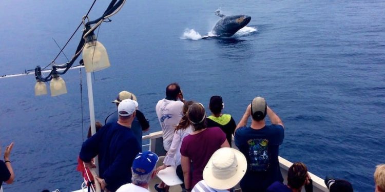 Sydney’s Aquatic Symphony: Whale Watching Delights Await