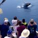 Sydney’s Aquatic Symphony: Whale Watching Delights Await